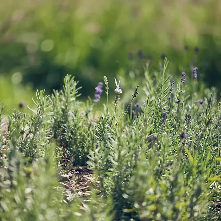 Lehnerhof باد ايبلنغ