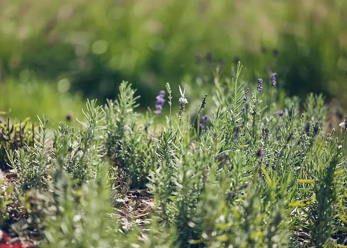 Lehnerhof 巴特艾布灵